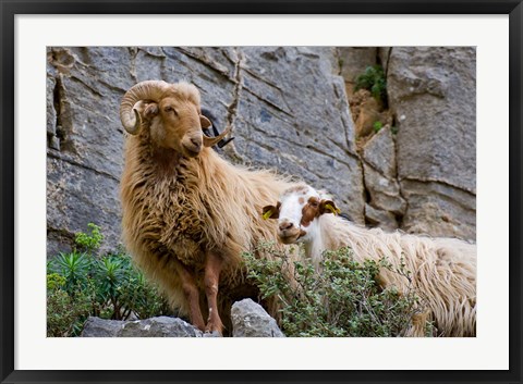 Framed Greece, Crete, Lasithi, Wild Sheep, Kavousi Gorge Print