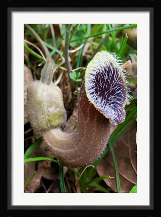 Framed Greece, Crete, Cretan Birthwort, Carnivorous Flora Print