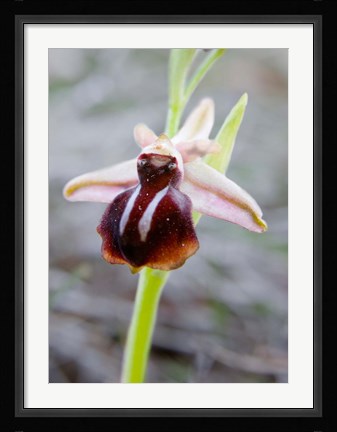 Framed Greece, Crete Orchid in Bloom Print