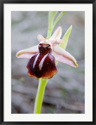 Framed Greece, Crete Orchid in Bloom Print