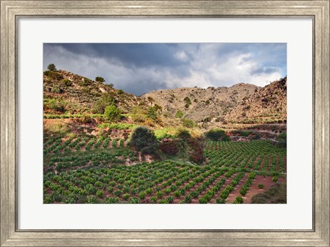 Framed Vineyard, Crete, Greece Print