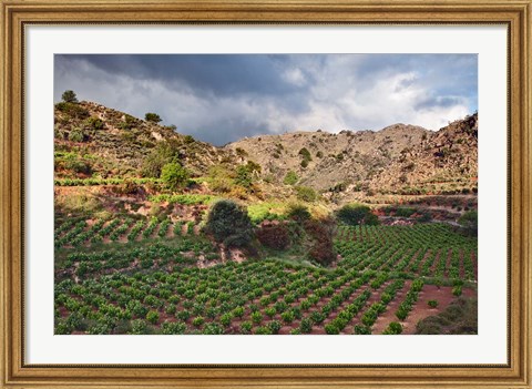 Framed Vineyard, Crete, Greece Print
