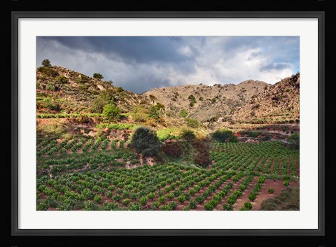 Framed Vineyard, Crete, Greece Print