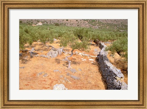 Framed Olive Orchard and Stone Wall, Greece Print