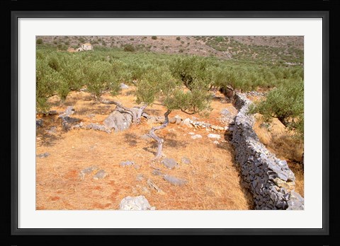 Framed Olive Orchard and Stone Wall, Greece Print