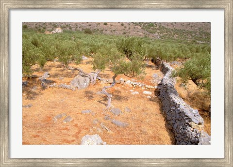 Framed Olive Orchard and Stone Wall, Greece Print