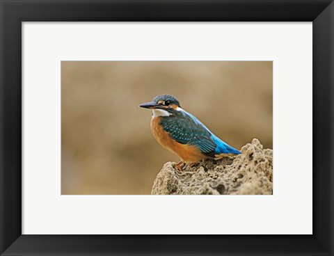 Framed Common Kingfisher bird, Cliff, Cyprus Print