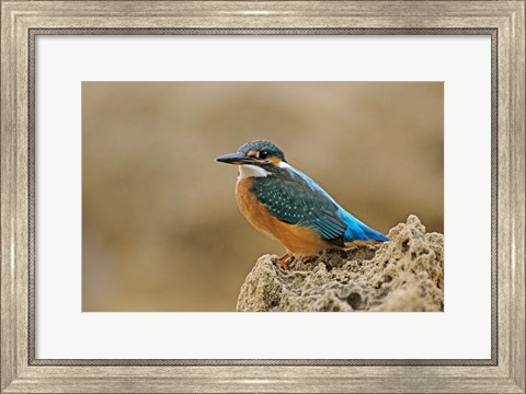 Framed Common Kingfisher bird, Cliff, Cyprus Print