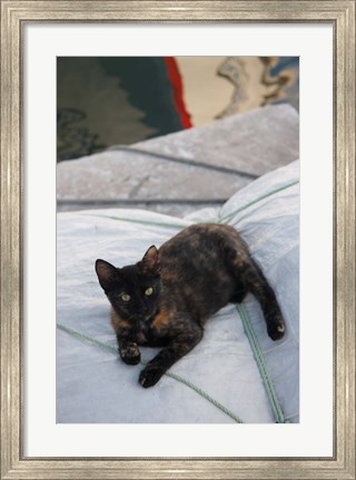 Framed Greece, Paros, Naoussa, Cat on Boat Sails Print