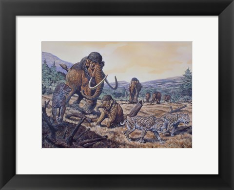 Framed Herd of Woolly Mammoth and Scimitar Sabertooth, Pleistocene Epoch Print