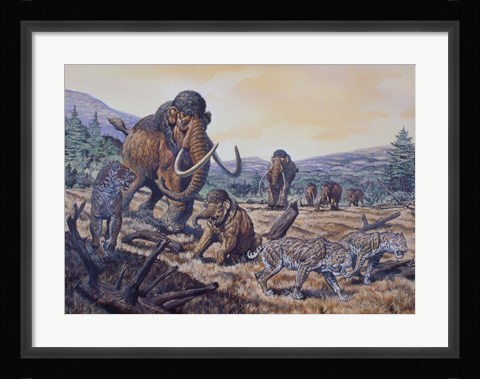 Framed Herd of Woolly Mammoth and Scimitar Sabertooth, Pleistocene Epoch Print