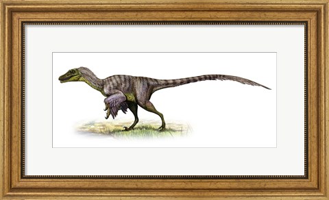 Framed Velociraptor, a Prehistoric Era Dinosaur Print