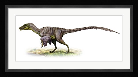 Framed Velociraptor, a Prehistoric Era Dinosaur Print