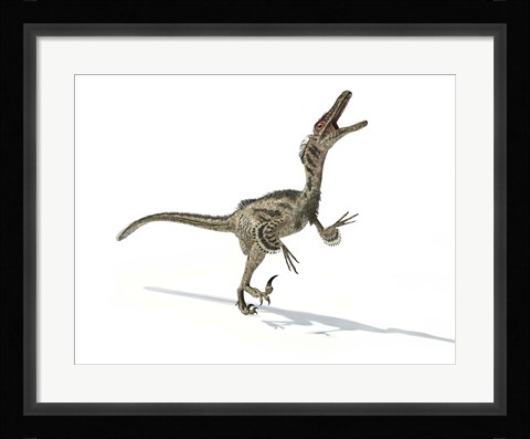 Framed Velociraptor Dinosaur Print