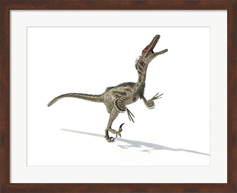 Framed Velociraptor Dinosaur Print