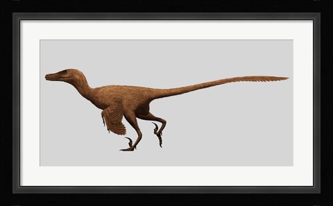 Framed Velociraptor Mongoliensis from the Cretaceous Period Print