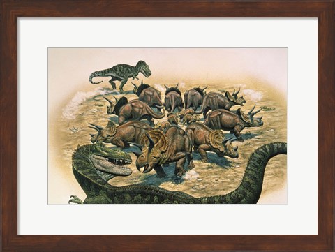 Framed Herd of Triceratops Defend their Territory Print