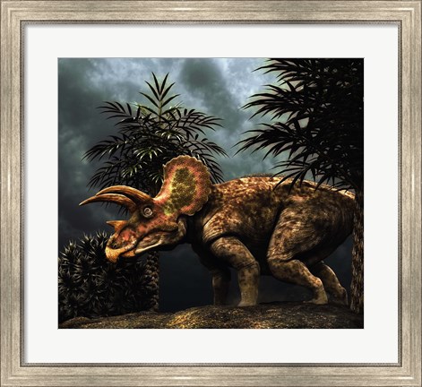 Framed Triceratop, Herbivorous Dinosaur from the Cretaceous Period Print