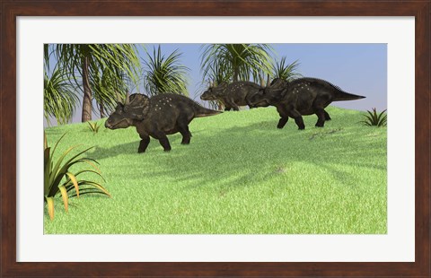 Framed Three Triceratops Walking across an Open Field Print