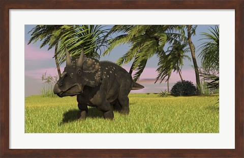 Framed Triceratops Dinosaur 11 Print
