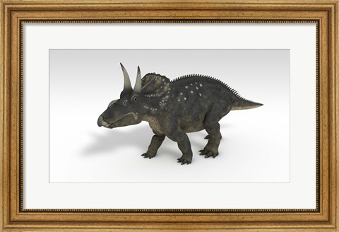 Framed Triceratops Dinosaur 3 Print