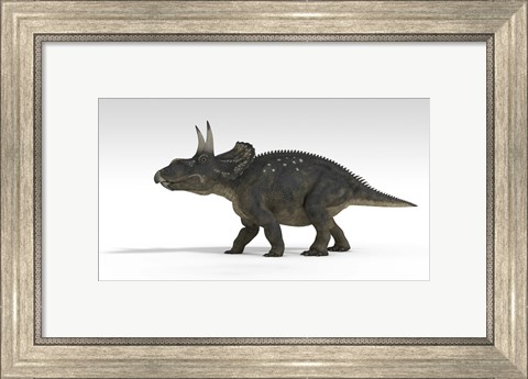 Framed Triceratops Dinosaur 5 Print