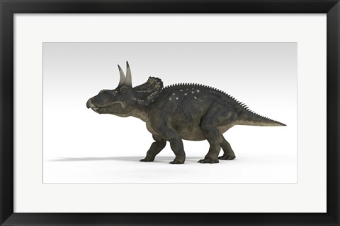 Framed Triceratops Dinosaur 5 Print