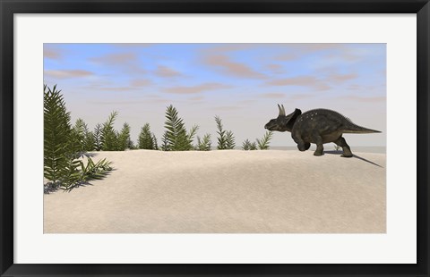 Framed Triceratops Dinosaur 7 Print