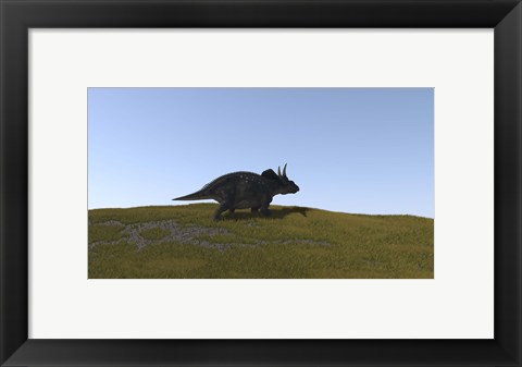 Framed Triceratops Walking across a Grassy Field 4 Print