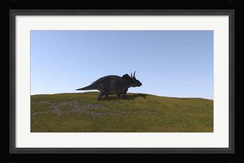 Framed Triceratops Walking across a Grassy Field 4 Print