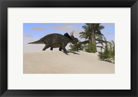 Framed Triceratops Walking along a Prehistoric Landscape Print