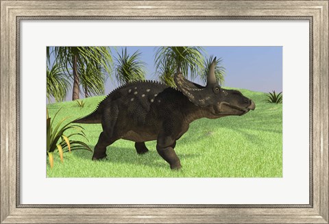 Framed Triceratops Walking in Open Field Print