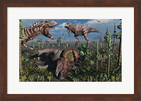 Framed Two T Rex dinosaurs confront each other over a dead Triceratops Print