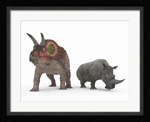Framed adult Triceratops Compared to a modern adult White Rhinoceros Print