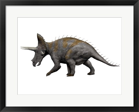 Framed Triceratops Dinosaur 1 Print