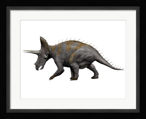 Framed Triceratops Dinosaur 1 Print