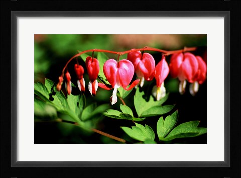 Framed Bleeding Heart Print