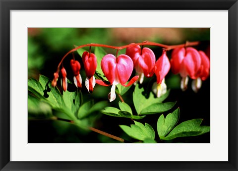 Framed Bleeding Heart Print