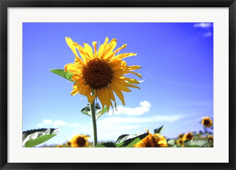Framed Sunflower Print