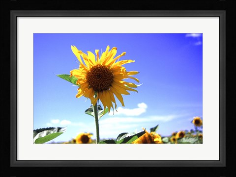 Framed Sunflower Print