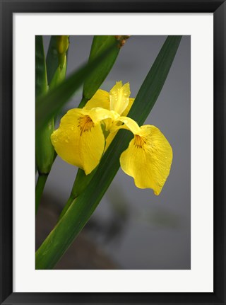Framed Yellow Flag Iris Print