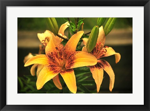 Framed Lily Print