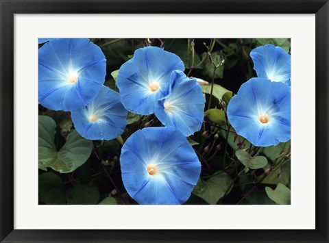 Framed Morning Glory Print