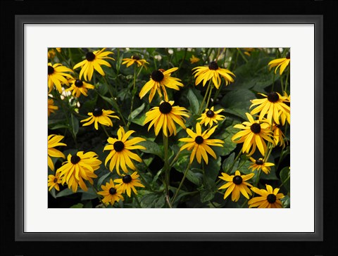 Framed Black-Eyed Susans Print