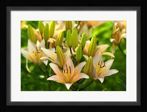 Framed Lilies Print