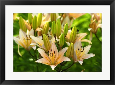 Framed Lilies Print
