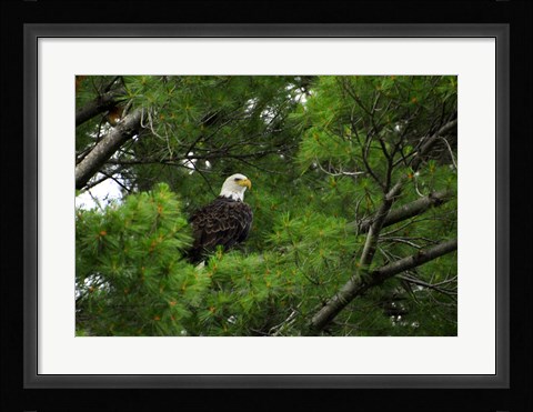 Framed Watchful Print