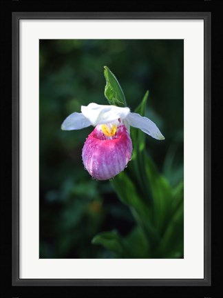 Framed Lady Slipper Print