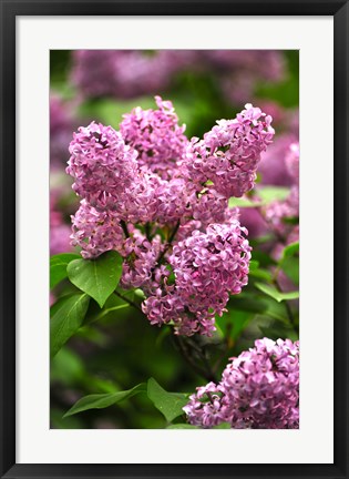 Framed Lilacs Print