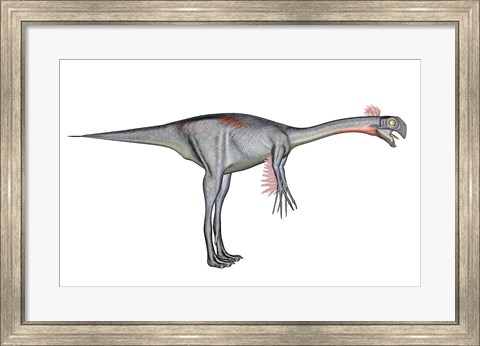 Framed Gigantoraptor dinosaur, white background Print